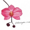 Pink phalaenopsis orchid bloom with two buds on a white background