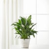 Potted peace lily in a white woven basket