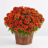 Create a gorgeous autumn display with our abundant orange mum plant. Full