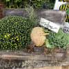 Fall planter with mums, kale, and a pumpkin in a rustic wooden box