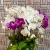 White and purple orchids in a white vase