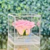 Single pink rose in a clear acrylic cube display