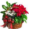 Poinsettia and cyclamen plants in a wicker basket with a plaid bow