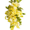 Yellow floral corsage with ribbon and green accents