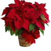 Red poinsettia plant in a woven basket with a red bow
