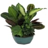 Potted plant arrangement with assorted green and variegated leaves in a teal container