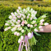 Hand-tied bouquet of white and pale pink tulips with a pink ribbon