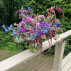 Ombr&eacute; of burgundy purple and blue. Some flowers are seasonal or depend