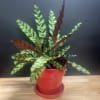 A Calathea (rattlesnake prayer plant) in an 8" ceramic pot with saucer