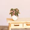 Decorative potted plant pin with pink and black leaves