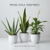 Three potted plants in white pots, including an aloe and peace lily