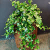 Trailing ivy plant spilling over a wooden container