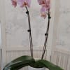 Pink orchid plant in a white pot