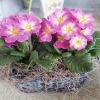 Pink primrose flowers in a woven basket planter