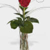 Single red rose in a tall clear glass vase