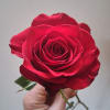 Single red rose held in a hand