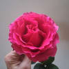 Single bright pink rose held in a hand