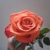 Close-up of a peach-orange rose held in a hand