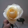 Single cream-colored rose held in a hand