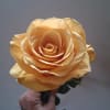 Single peach rose held in a hand