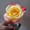 Single cream rose with pink-edged petals held in hand