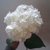 White hydrangea bloom held by hand