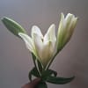White lily blooms and buds held in a hand