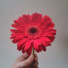 Single red gerbera daisy held by hand against a plain background