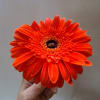 Single orange gerbera daisy held in hand