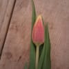 Single pink and yellow tulip bud with long green leaves