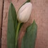 Single white tulip with long green leaves on a wooden surface