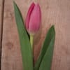 Single pink tulip bud with long green leaves