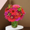 Bright pink and red gerbera daisies in a glass vase
