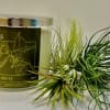 Scented candle in a glass jar with air plants beside it