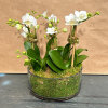 White orchids arranged in a low round planter with moss