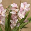 Pink orchid blooms with long green leaves against a tan background
