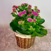 Potted plant with pink blooms in a woven basket