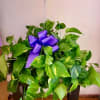 Hanging pothos plant with a purple ribbon bow