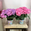 Two potted hydrangea plants with pink and purple blooms in decorated pots.