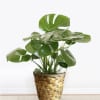 A lush, compact Monstera plant makes a thoughtful gift for birthdays, to