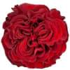 Single red rose bloom on a white background