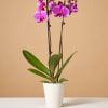 Potted orchid with bright pink blooms in a white pot