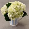 White hydrangea arrangement in a striped ceramic pitcher