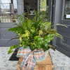 Mixed potted foliage arrangement in a metal container with a plaid ribbon