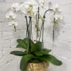 White orchid plant in a gold textured pot