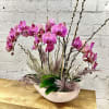 Pink orchid arrangement in a white oval bowl