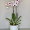 Potted orchid plant with white and pink blooms in a ceramic container