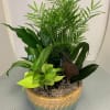 Potted tropical foliage arrangement in a ceramic bowl