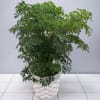 Potted green houseplant in a white woven basket