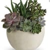 Succulent arrangement in a round beige pot